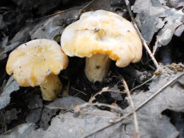 Cantharellus cibarius 13