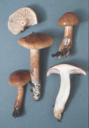 Tricholoma albobrunneum Mushroom