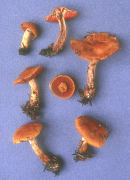 Cortinarius semisanguineus Mushroom