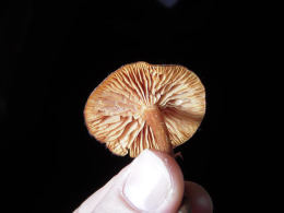 Laccaria laccata