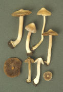 Inocybe grammata 2 Mushroom