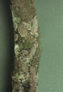 Peniophora quercina young stage Mushroom