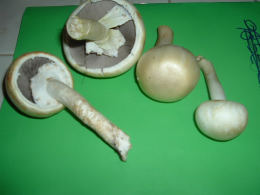 Agaricus andrewii