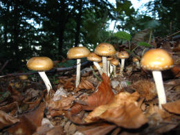 Stropharia squamosa