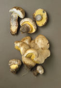 Boletus albidus Mushroom