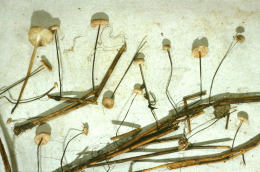 Marasmius androsaceus