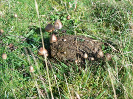 Panaeolus sphinctrinus