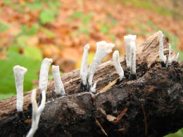 Xylaria hypoxylon2