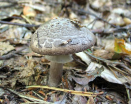 Amanita porphyria3