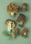 Gyromitra esculenta 2 Mushroom