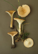 Clitocybe gibba Mushroom