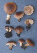 Hebeloma illicitum Mushroom