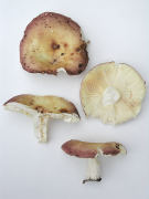 Russula curtipes2 GK Mushroom