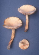 Lactarius volemus var flavus Mushroom