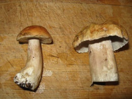 Cep Richard Scott