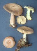 Lactarius chrysorrheus Mushroom