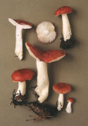 Russula emetica3 Mushroom