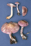Cortinarius iodes2 Mushroom