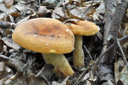 Lactarius volemus
