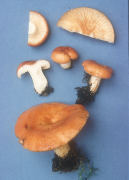 Lactarius olympianus2 Mushroom
