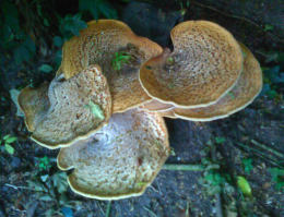 Polyporus squamosus 8