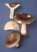 Russula graveolens 3 Mushroom