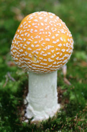 Amanita muscaria 26