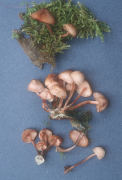 Mycena haematopus Mushroom