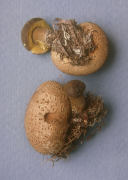 Boletus parasiticus Mushroom