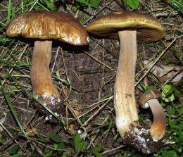 Boletus aestivalis