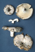 Russula brevipes Mushroom