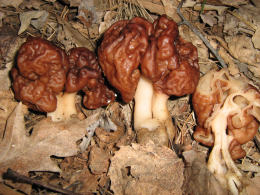 Gyromitra esculenta3