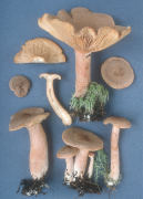 Lactarius aquifluus2 Mushroom