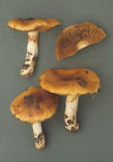 Cortinarius mucosus3 Mushroom