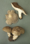 Lyophyllum decastes Mushroom
