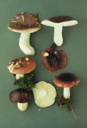 Russula krombholtzii syn atropurpurea3 Mushroom
