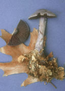 Cortinarius violaceus 4 Mushroom