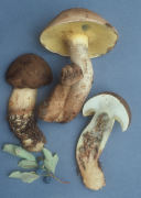 Boletus coniferarum Mushroom