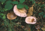 Lepista nuda Mushroom