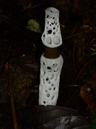 Staheliomyces cinctus Mushroom