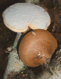 Piptoporus betulinus