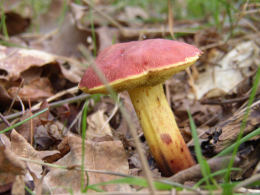 Boletus rubellus