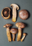 Chroogomphus rutilus Mushroom
