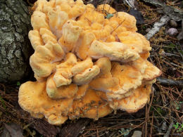 Laetiporus sulphureus   008