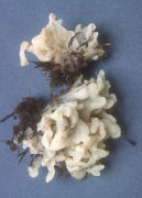 Tremella reticulata Mushroom