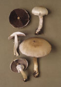 Agaricus arvensis7.jpg Mushroom