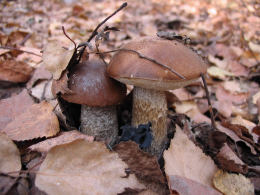 Leccinum scabrumF