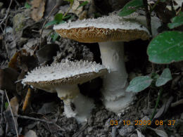 Amanita echinocephala2