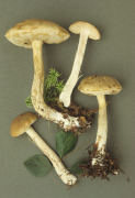 Leccinum holopus3 Mushroom