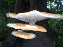 Polyporus squamosus 8